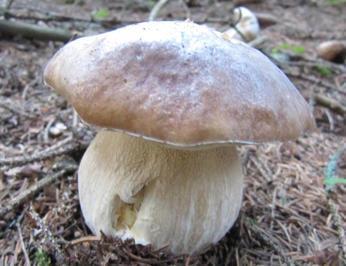 Ferienhaeuser Troester Bad Kleinkirchheim Εξωτερικό φωτογραφία
